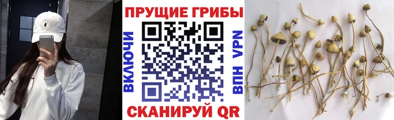 Галлюциногенные грибы Psilocybe  ОМГ ОМГ ссылка  Ясногорск  где найти наркотики 